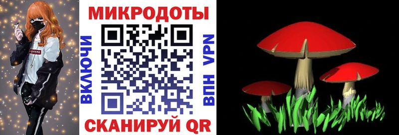 Галлюциногенные грибы Psilocybine cubensis Ярославль